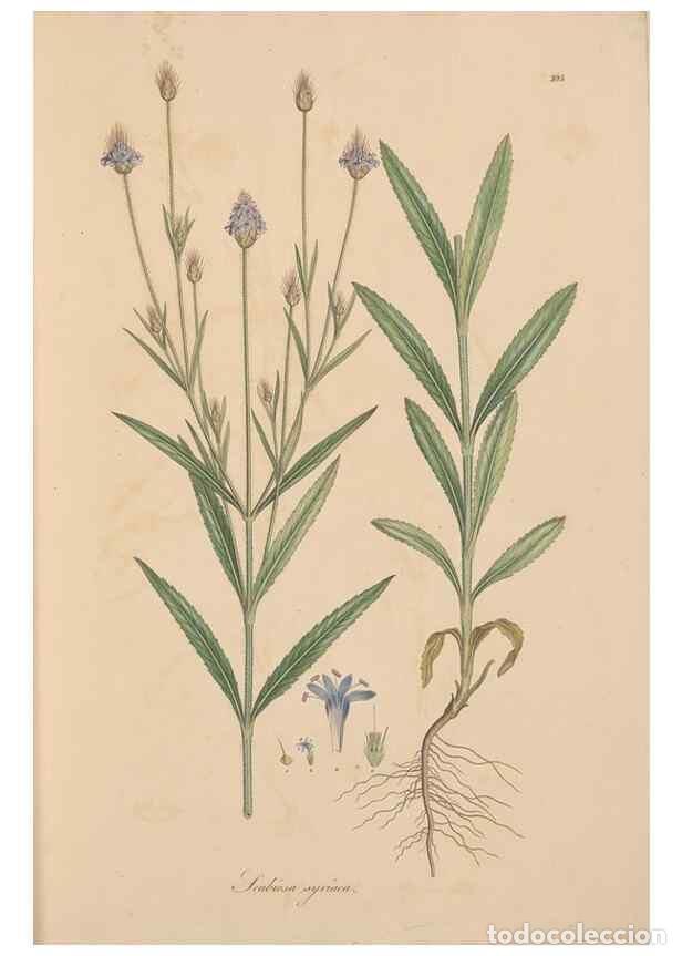 Collectionnisme de Revues et Journaux: Reproducci&oacute;n/Reproduction 49557096302: Flora Graeca, sive, Plantarum rariorum historia, quas in prov