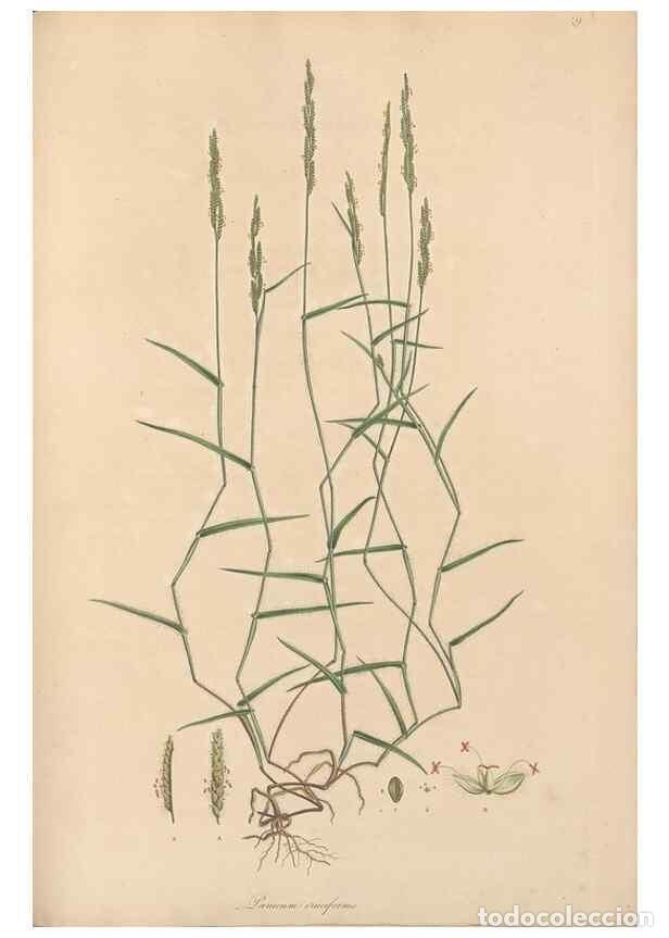 Collectionnisme de Revues et Journaux: Reproducci&oacute;n/Reproduction 49556292953: Flora Graeca, sive, Plantarum rariorum historia, quas in prov