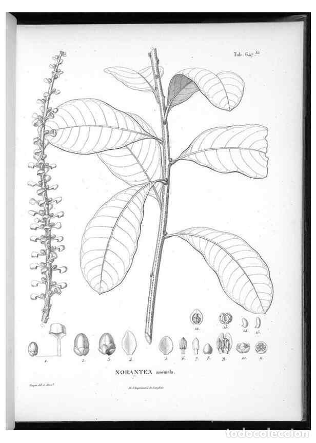 Collectionnisme de Revues et Journaux: Reproducci&oacute;n/Reproduction 49556184248: Nova genera et species plantarum :. Antverpiae :Ex officina C