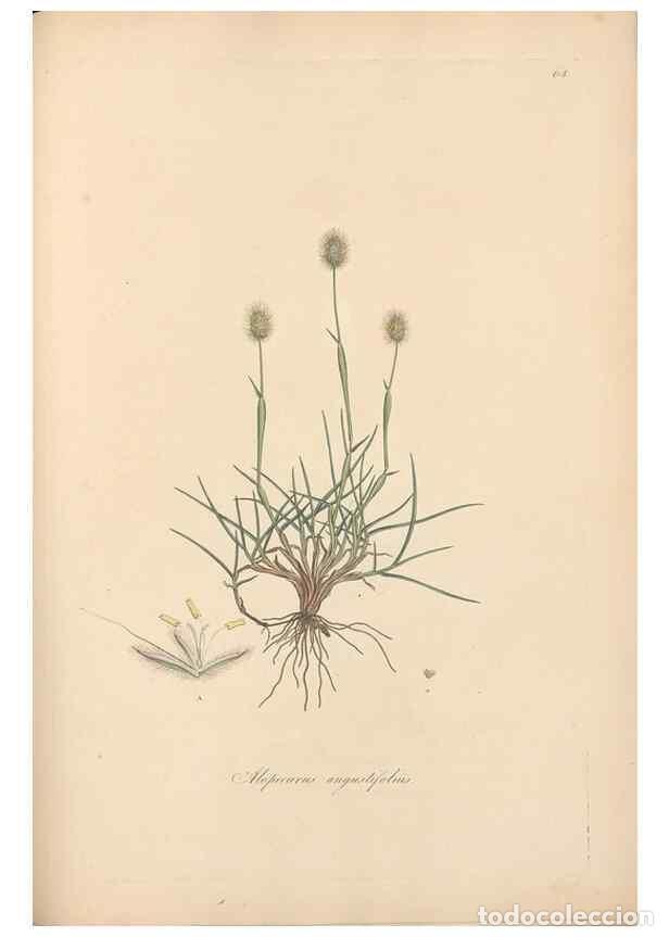 Collectionnisme de Revues et Journaux: Reproducci&oacute;n/Reproduction 49556791451: Flora Graeca, sive, Plantarum rariorum historia, quas in prov