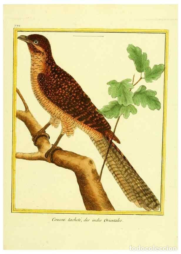 Collezionismo di Riviste e Giornali: Reproducci&oacute;n/Reproduction 49640418062: Planches enlumin&eacute;es d'histoire naturelle. Paris? :s.n.,1765-1