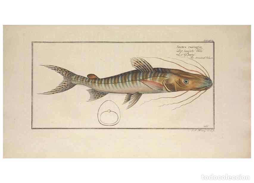 Collezionismo di Riviste e Giornali: Reproducci&oacute;n/Reproduction 49774885157: Ichtyologie, ou, Histoire naturelle, g&eacute;n&eacute;rale et particuli&egrave;re