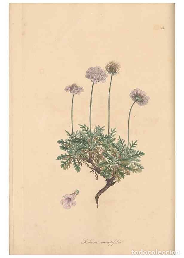 Collezionismo di Riviste e Giornali: Reproducci&oacute;n/Reproduction 49556364838: Flora Graeca, sive, Plantarum rariorum historia, quas in prov