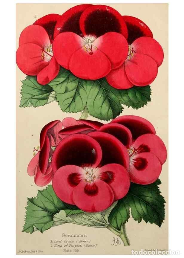 Collezionismo di Riviste e Giornali: Reproducci&oacute;n/Reproduction 49785260567: The florist, fruitist, and garden miscellany.. London :Chapma