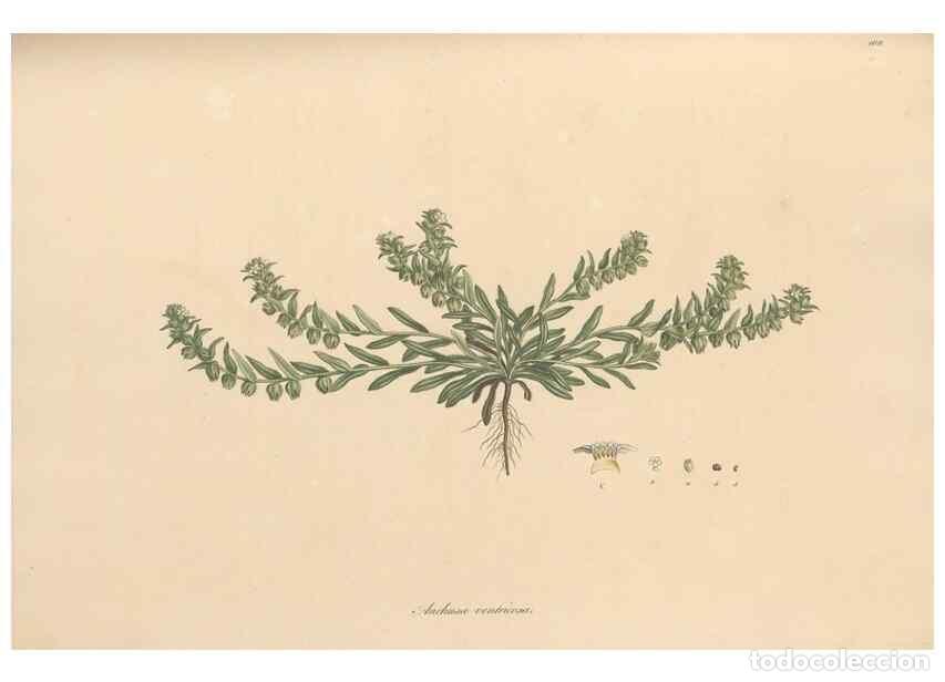 Collezionismo di Riviste e Giornali: Reproducci&oacute;n/Reproduction 49556881961: Flora Graeca, sive, Plantarum rariorum historia, quas in prov