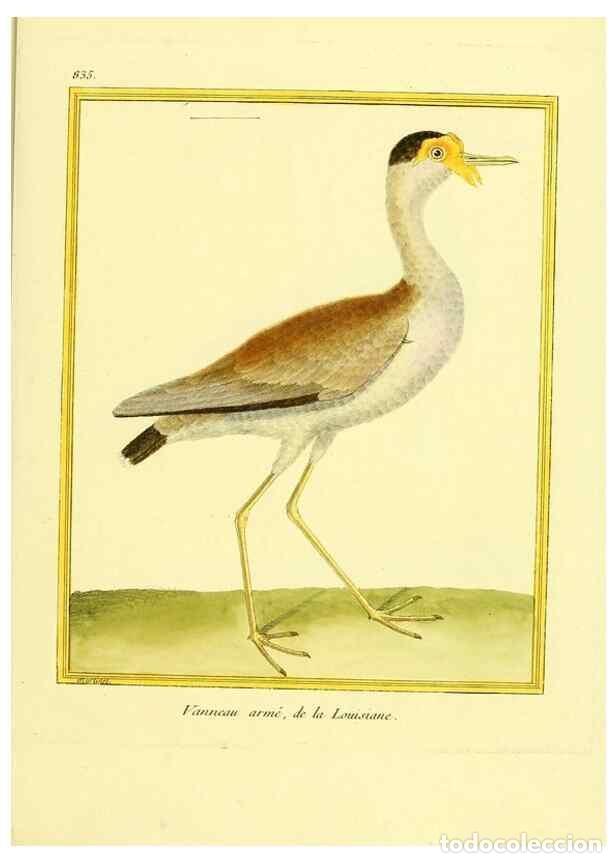 Collezionismo di Riviste e Giornali: Reproducci&oacute;n/Reproduction 49640731142: Planches enlumin&eacute;es d'histoire naturelle. Paris? :s.n.,1765-1