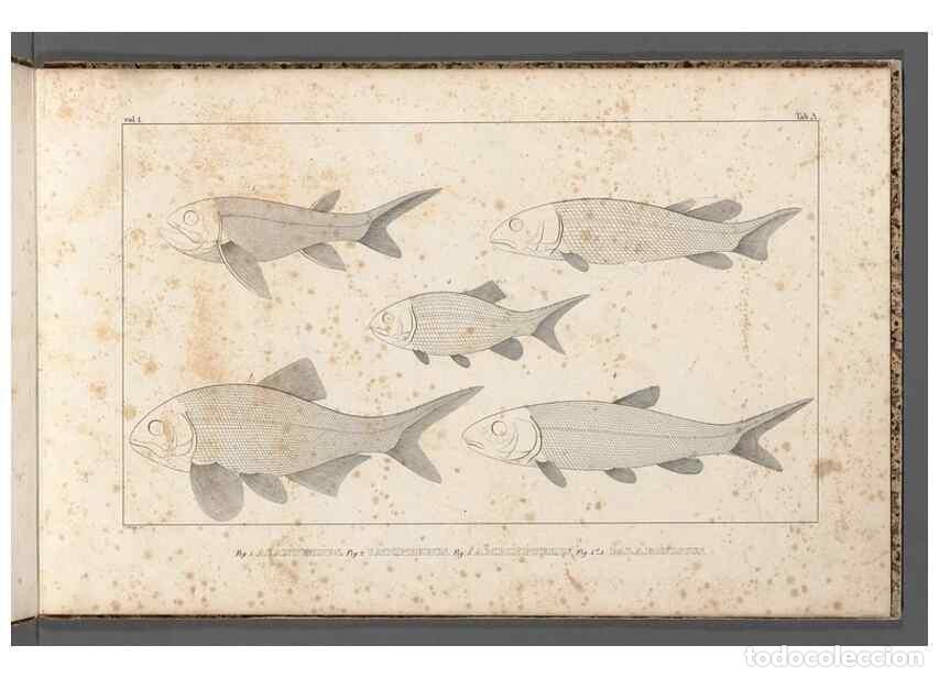 Collection Magazines and Newspapers: Reproducci&oacute;n/Reproduction 49640228741: Recherches sur les poissons fossiles ... /. Neuchatel :Petitp