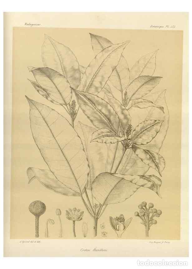 Collection Magazines and Newspapers: Reproducci&oacute;n/Reproduction 49785905666: Histoire physique, naturelle, et politique de Madagascar. Par