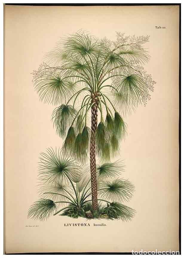 Collection Magazines and Newspapers: Reproducci&oacute;n/Reproduction 49785061681: Historia naturalis palmarum. Lipsiae: T.O. Weigel, [1823-50].