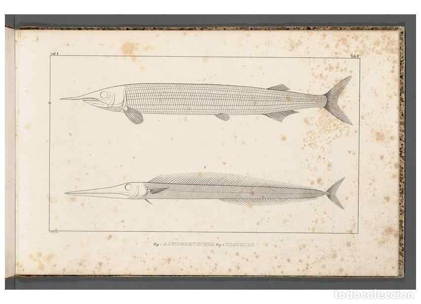 Collection Magazines and Newspapers: Reproducci&oacute;n/Reproduction 49640502302: Recherches sur les poissons fossiles ... /. Neuchatel :Petitp