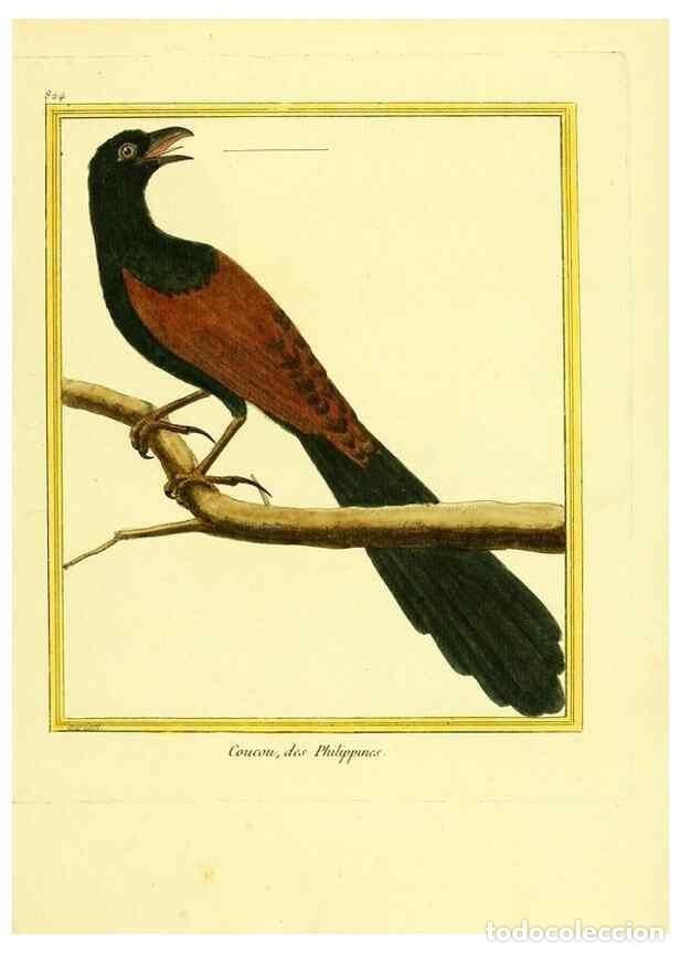 Collection Magazines and Newspapers: Reproducci&oacute;n/Reproduction 49639931568: Planches enlumin&eacute;es d'histoire naturelle. Paris? :s.n.,1765-1