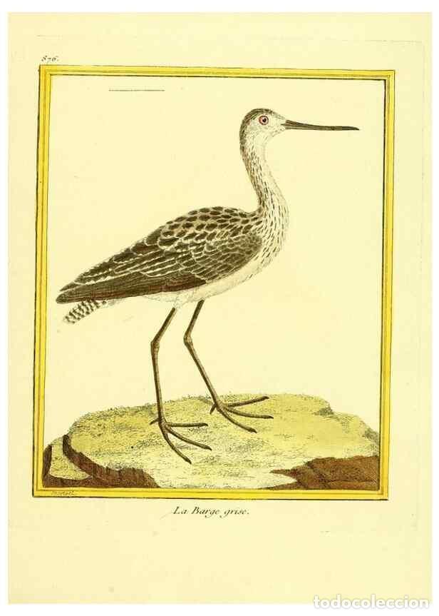 Collection Magazines and Newspapers: Reproducci&oacute;n/Reproduction 49640472186: Planches enlumin&eacute;es d'histoire naturelle. Paris? :s.n.,1765-1