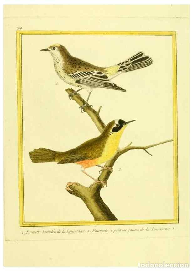 Collection Magazines and Newspapers: Reproducci&oacute;n/Reproduction 49640129581: Planches enlumin&eacute;es d'histoire naturelle. Paris? :s.n.,1765-1