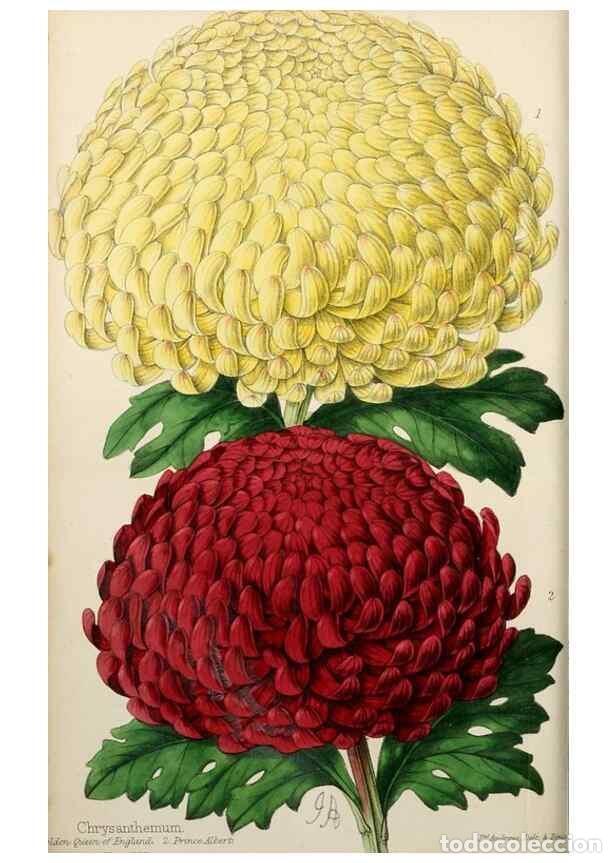 Collection Magazines and Newspapers: Reproducci&oacute;n/Reproduction 49784396998: The florist, fruitist, and garden miscellany.. London :Chapma