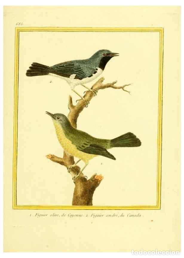 Collezionismo di Riviste e Giornali: Reproducci&oacute;n/Reproduction 49640379227: Planches enlumin&eacute;es d'histoire naturelle. Paris? :s.n.,1765-1