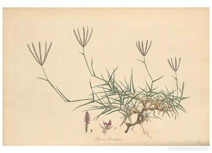 Collezionismo di Riviste e Giornali: Reproducci&oacute;n/Reproduction 49556789911: Flora Graeca, sive, Plantarum rariorum historia, quas in prov