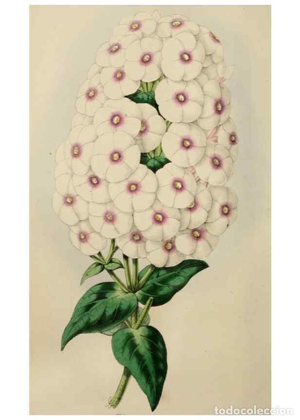 Collezionismo di Riviste e Giornali: Reproducci&oacute;n/Reproduction 49784769666: The florist, fruitist, and garden miscellany.. London :Chapma