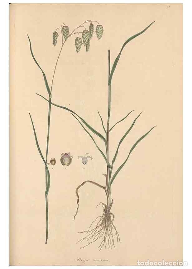 Collezionismo di Riviste e Giornali: Reproducci&oacute;n/Reproduction 49556795066: Flora Graeca, sive, Plantarum rariorum historia, quas in prov