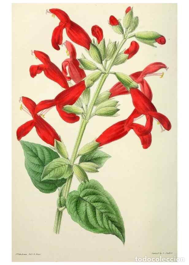 Collezionismo di Riviste e Giornali: Reproducci&oacute;n/Reproduction 49784664011: The florist, fruitist, and garden miscellany.. London :Chapma