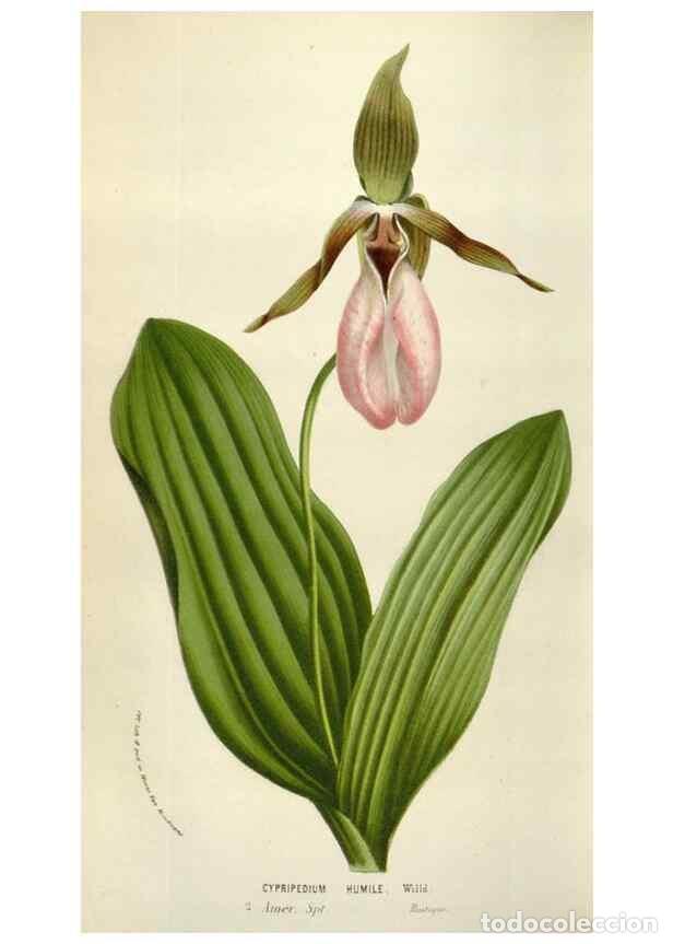 Collezionismo di Riviste e Giornali: Reproducci&oacute;n/Reproduction 49584292827: Flore des serres et des jardins de l'Europe. A Gand :chez Lou