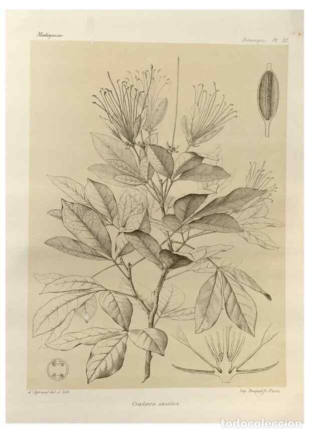 Collezionismo di Riviste e Giornali: Reproducci&oacute;n/Reproduction 49785310113: Histoire physique, naturelle, et politique de Madagascar. Par