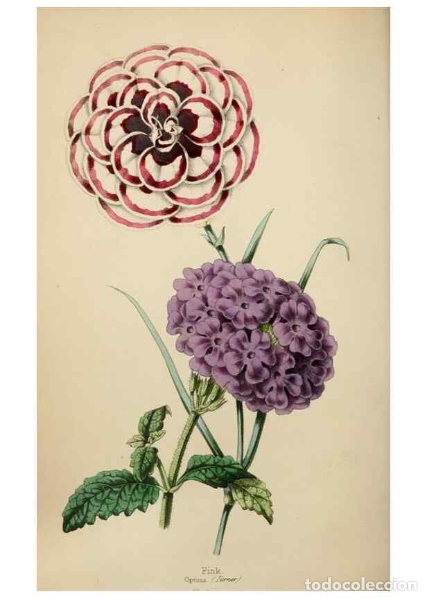 Collezionismo di Riviste e Giornali: Reproducci&oacute;n/Reproduction 49784152978: The florist, fruitist, and garden miscellany.. London :Chapma