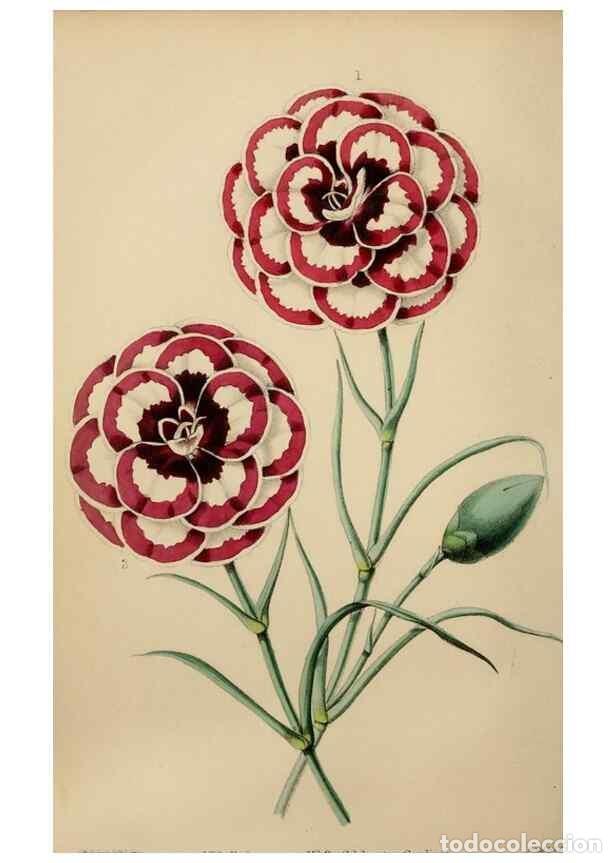 Collezionismo di Riviste e Giornali: Reproducci&oacute;n/Reproduction 49784692206: The florist, fruitist, and garden miscellany.. London :Chapma