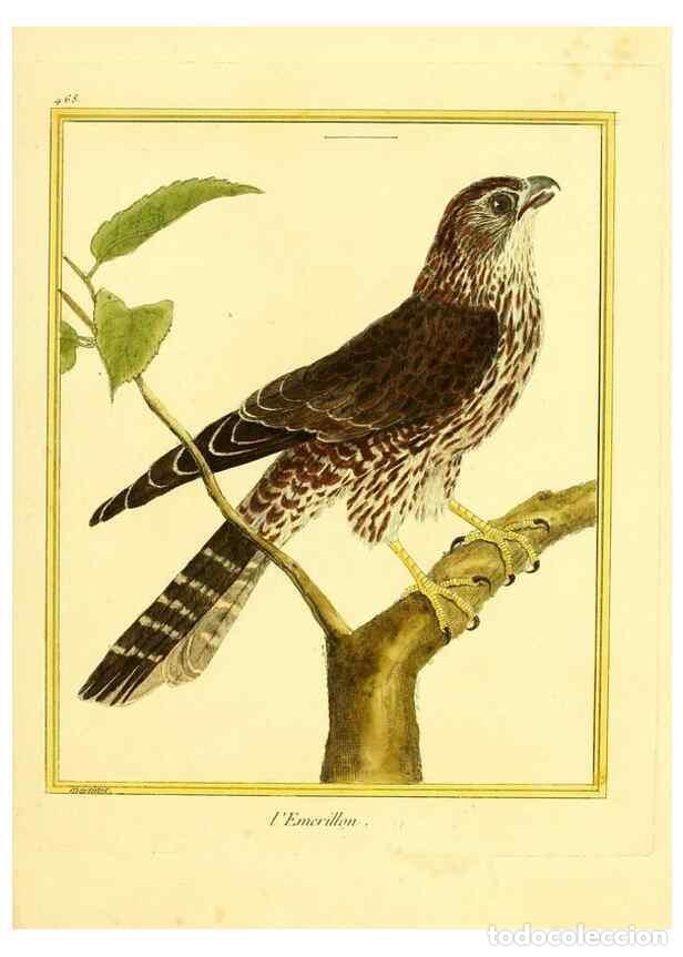 Collectionnisme de Revues et Journaux: Reproducci&oacute;n/Reproduction 49639841441: Planches enlumin&eacute;es d'histoire naturelle. Paris? :s.n.,1765-1