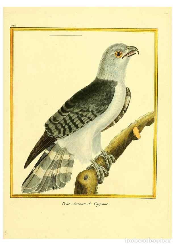 Collectionnisme de Revues et Journaux: Reproducci&oacute;n/Reproduction 49639842936: Planches enlumin&eacute;es d'histoire naturelle. Paris? :s.n.,1765-1