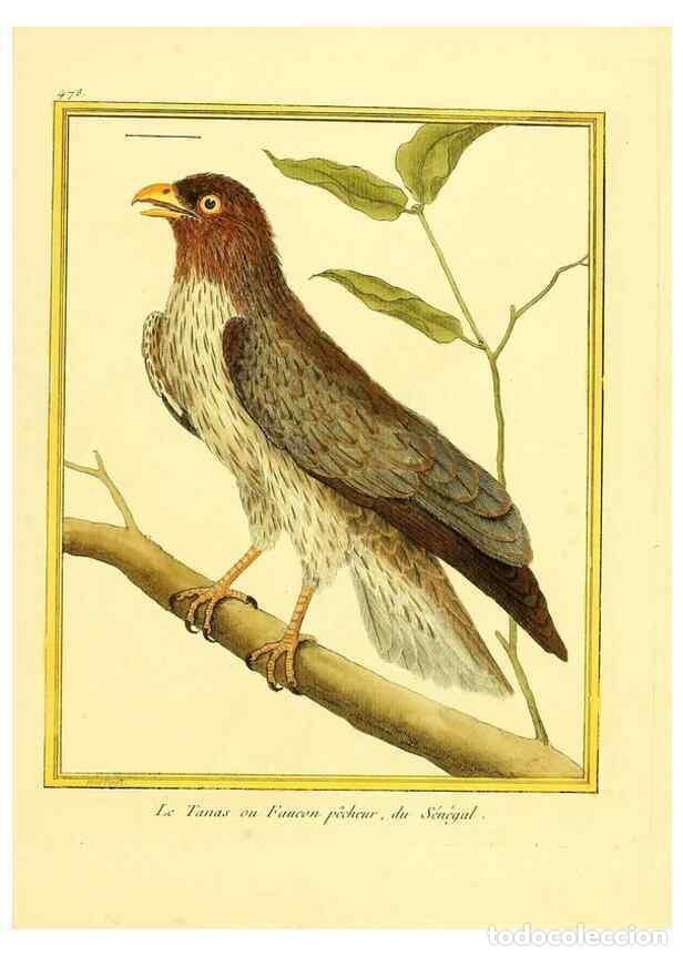 Collectionnisme de Revues et Journaux: Reproducci&oacute;n/Reproduction 49639319473: Planches enlumin&eacute;es d'histoire naturelle. Paris? :s.n.,1765-1