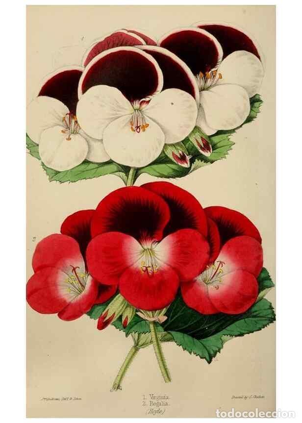 Collectionnisme de Revues et Journaux: Reproducci&oacute;n/Reproduction 49785044242: The florist, fruitist, and garden miscellany.. London :Chapma