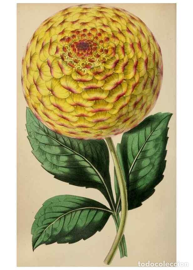 Collectionnisme de Revues et Journaux: Reproducci&oacute;n/Reproduction 49784179793: The florist, fruitist, and garden miscellany.. London :Chapma