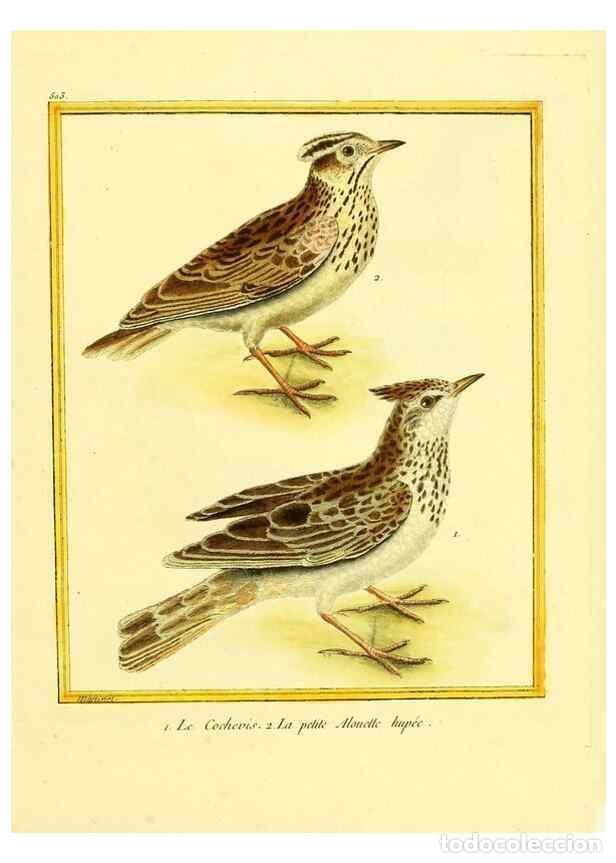 Collezionismo di Riviste e Giornali: Reproducci&oacute;n/Reproduction 49640006616: Planches enlumin&eacute;es d'histoire naturelle. Paris? :s.n.,1765-1