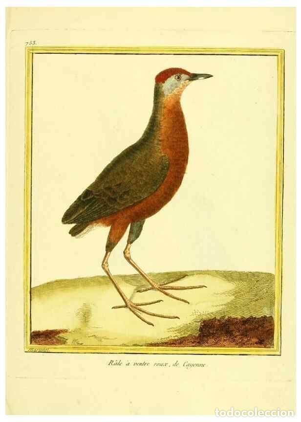 Collezionismo di Riviste e Giornali: Reproducci&oacute;n/Reproduction 49640141411: Planches enlumin&eacute;es d'histoire naturelle. Paris? :s.n.,1765-1