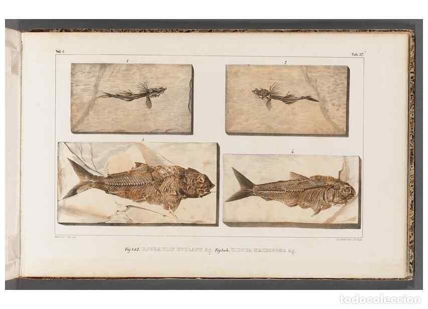 Collezionismo di Riviste e Giornali: Reproducci&oacute;n/Reproduction 49639782518: Recherches sur les poissons fossiles ... /. Neuchatel :Petitp