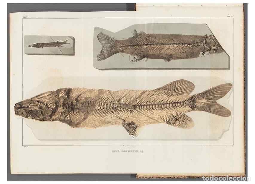 Collezionismo di Riviste e Giornali: Reproducci&oacute;n/Reproduction 49640308271: Recherches sur les poissons fossiles ... /. Neuchatel :Petitp