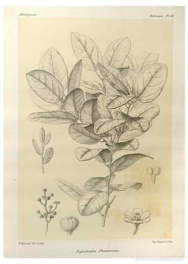 Collezionismo di Riviste e Giornali: Reproducci&oacute;n/Reproduction 49785308613: Histoire physique, naturelle, et politique de Madagascar. Par