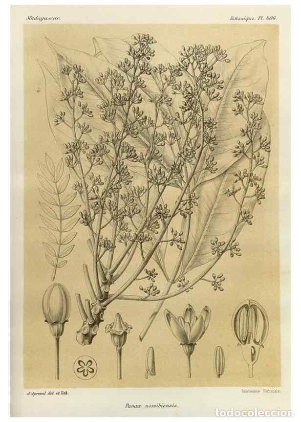 Collezionismo di Riviste e Giornali: Reproducci&oacute;n/Reproduction 49785562538: Histoire physique, naturelle, et politique de Madagascar. Par