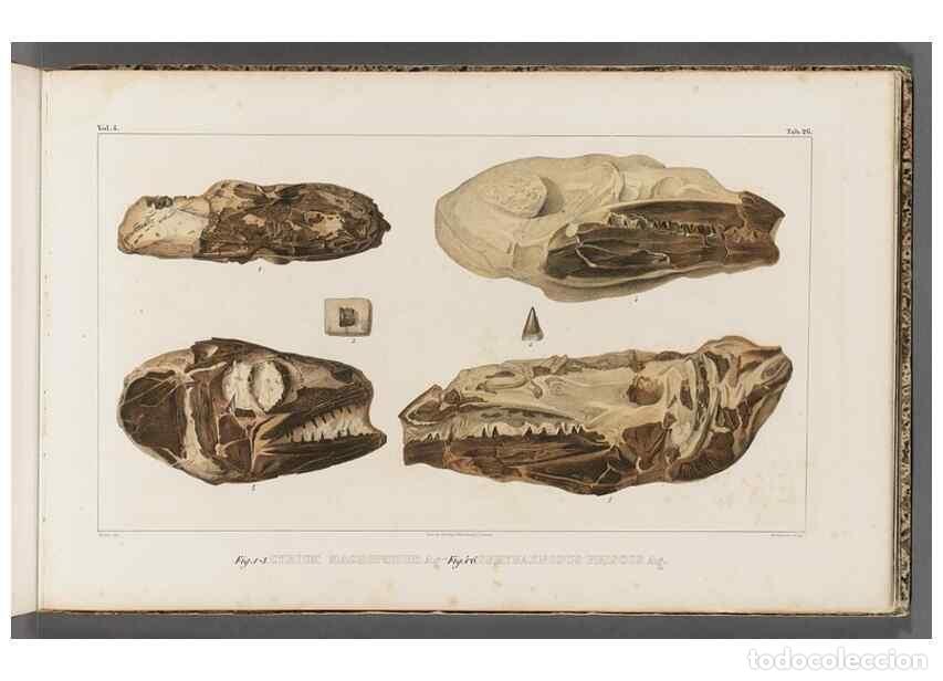 Collezionismo di Riviste e Giornali: Reproducci&oacute;n/Reproduction 49640301736: Recherches sur les poissons fossiles ... /. Neuchatel :Petitp