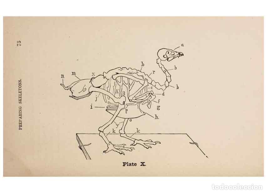 Collezionismo di Riviste e Giornali: Reproducci&oacute;n/Reproduction 49786327647: The naturalist's guide in collecting and preserving objects o