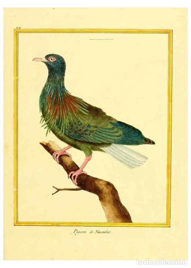 Collectionnisme de Revues et Journaux: Reproducci&oacute;n/Reproduction 49639323228: Planches enlumin&eacute;es d'histoire naturelle. Paris? :s.n.,1765-1