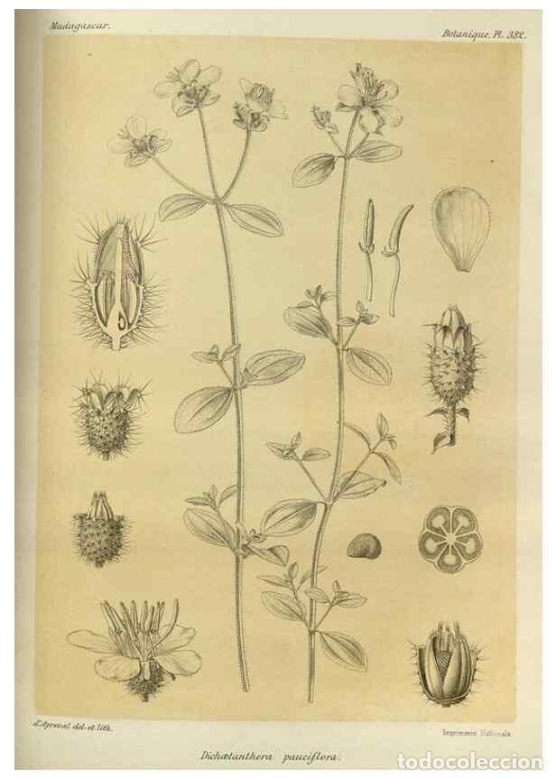 Collectionnisme de Revues et Journaux: Reproducci&oacute;n/Reproduction 49786067931: Histoire physique, naturelle, et politique de Madagascar. Par