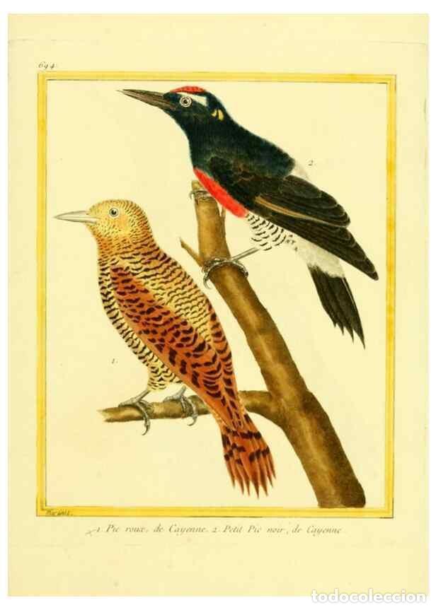 Collectionnisme de Revues et Journaux: Reproducci&oacute;n/Reproduction 49639584188: Planches enlumin&eacute;es d'histoire naturelle. Paris? :s.n.,1765-1