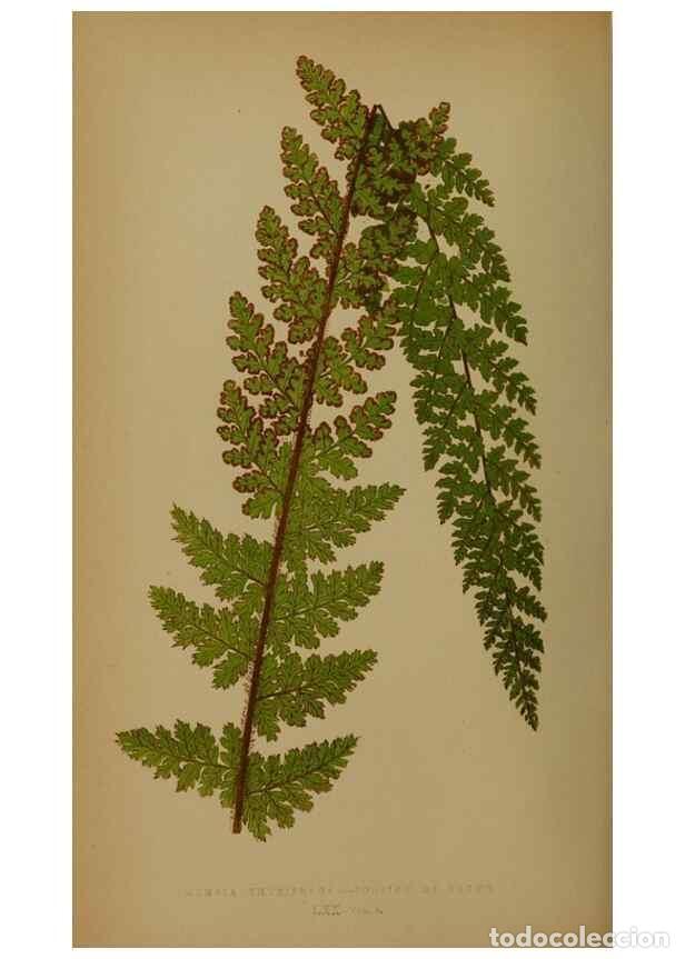 Collectionnisme de Revues et Journaux: Reproducci&oacute;n/Reproduction 49628484191: Ferns: British and exotic.... London,Groombridge and Sons,185