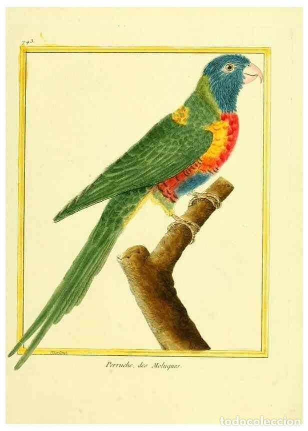 Collectionnisme de Revues et Journaux: Reproducci&oacute;n/Reproduction 49639615318: Planches enlumin&eacute;es d'histoire naturelle. Paris? :s.n.,1765-1