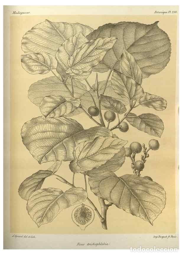 Collectionnisme de Revues et Journaux: Reproducci&oacute;n/Reproduction 49786359917: Histoire physique, naturelle, et politique de Madagascar. Par