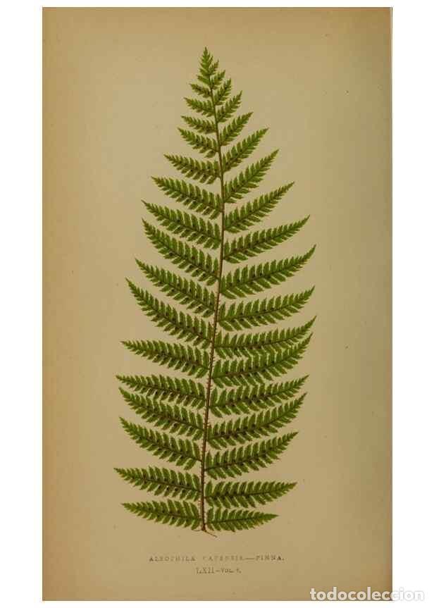 Collection Magazines and Newspapers: Reproducci&oacute;n/Reproduction 49628757142: Ferns: British and exotic.... London,Groombridge and Sons,185