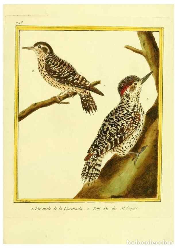 Collection Magazines and Newspapers: Reproducci&oacute;n/Reproduction 49639616433: Planches enlumin&eacute;es d'histoire naturelle. Paris? :s.n.,1765-1