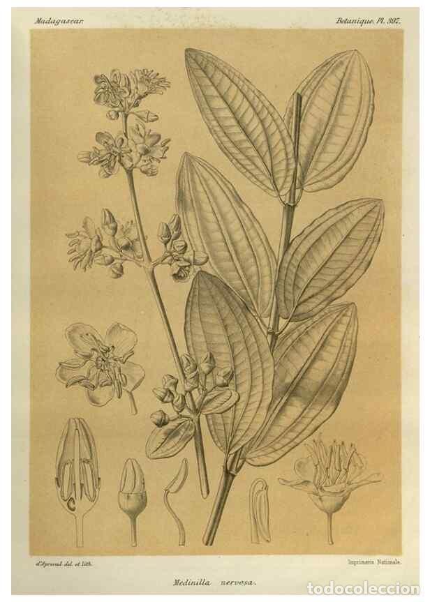 Collection Magazines and Newspapers: Reproducci&oacute;n/Reproduction 49785534103: Histoire physique, naturelle, et politique de Madagascar. Par