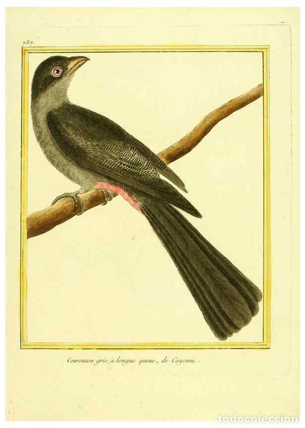 Collection Magazines and Newspapers: Reproducci&oacute;n/Reproduction 49639613143: Planches enlumin&eacute;es d'histoire naturelle. Paris? :s.n.,1765-1